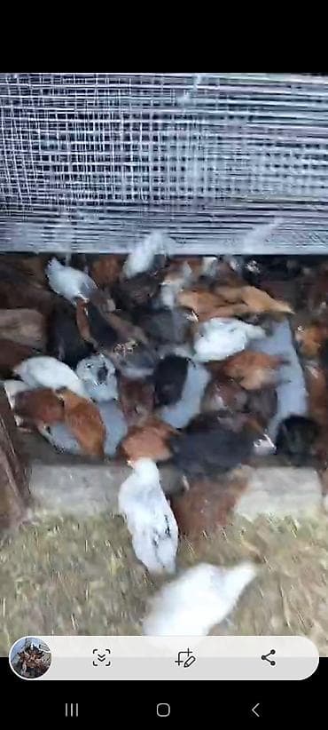 Qazlar: Toyuq cücələri, Ətlik — 1