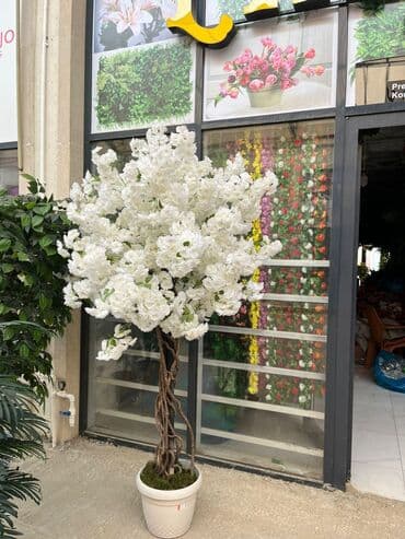 bitki toxumlari: Depodan bir basa satis 70azn baslayan dekarativ suni agaclar topdan — 29