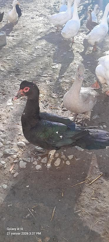 heyvanlar keci: Erkək, | Lal ördək, Ətlik — 2