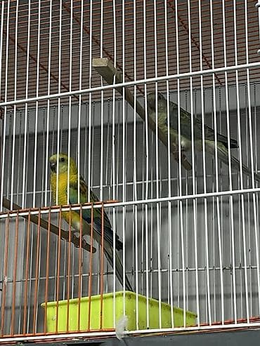 pavlin goyercin satisi: Hazır çüt pevçi satılır bir defe bala almışam qiymet sondu qiymetle — 3