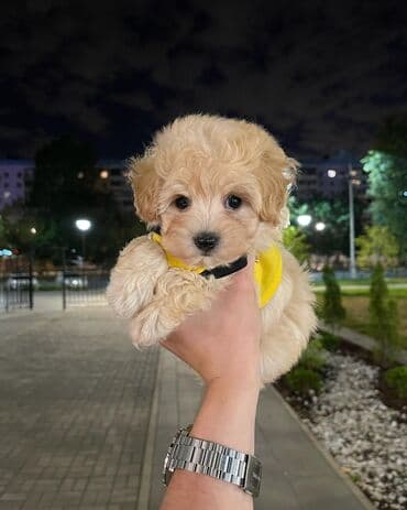 itləe: Пудель, 2 месяца, Самка, С родословной, Бесплатная доставка — 1