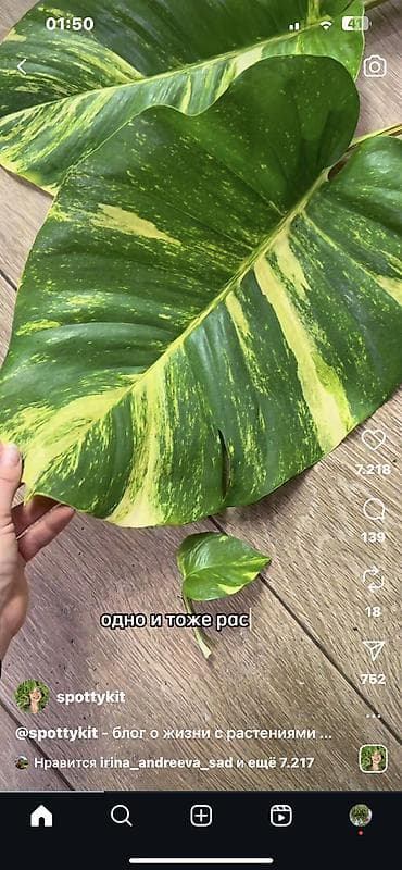 xetayi rayonu: Dipcek guleri — 4