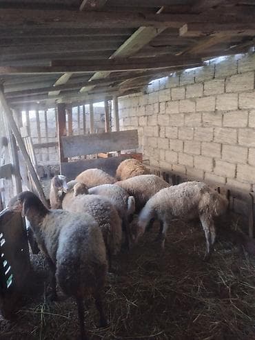 jersey cinsi: Qoyun sürüsü – 9 baş Məhsul təsviri: - Fotoşəkillərdə göstərilən ailə — 1