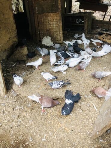 geref quşu: Müxtəlif rənglərə və naxışlara malik ev göyərçinləri mövcuddur. Onlar — 1