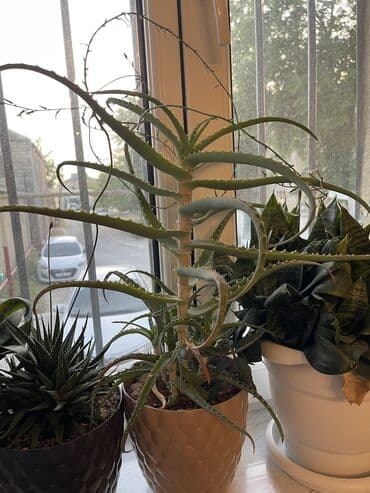 алоэ пайдасы: Aloe Vera bitkisi Baxımı asan, havanı təmizləyən və şəfalı — 5