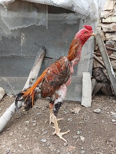 жако купить: Bir gozu kordu başqa prablemi yoxdu reyal alcya doyuşunu atacam — 1