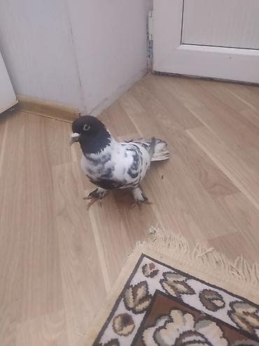 adana göyərçin: Qara-ağ naxışlı göyərçin - Rəng: baş və boyun hissəsi dərin qara — 2