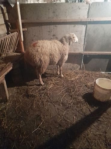 dişi quzu: Quzu — 3