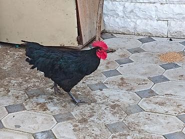 kend toyuqu: Qara rəngli toyuq-çincilər (xoruz və toyuq cütlüyü) cavan heyvanlardı — 2