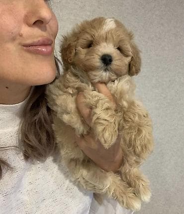 Gəmiricilər: Pudel, 2 ay, Erkek, Peyvəndli — 2