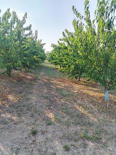 взять кафе в аренду: 180 соток Для сельского хозяйства, Водопровод — 9