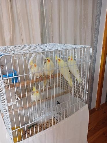 su donuzu: Tam saglam cüt karella quşları erkək dişi qəfəslə qiymət fərqli olacaq — 5