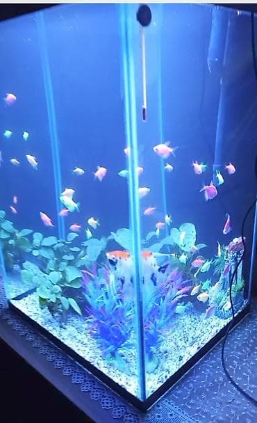 syomqa baliq: Tam komplekt akvarium sistemi - Şüşə kub formalı akvarium (təxmini — 2