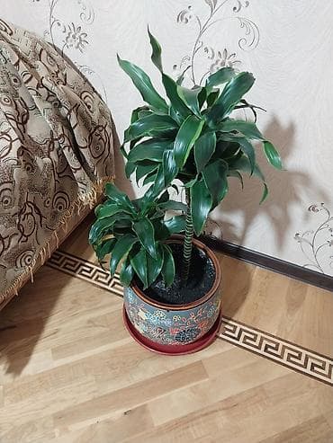 Çox gözəl çox xeyirli və dünyada böyük bioloji dəyərli Dracena — 1
