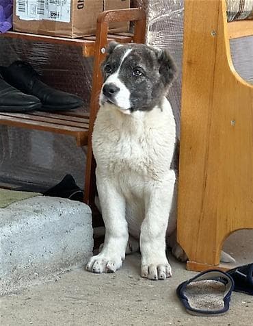 zvanok balası: Alabay, 2 ay, Erkek, Peyvəndli — 1