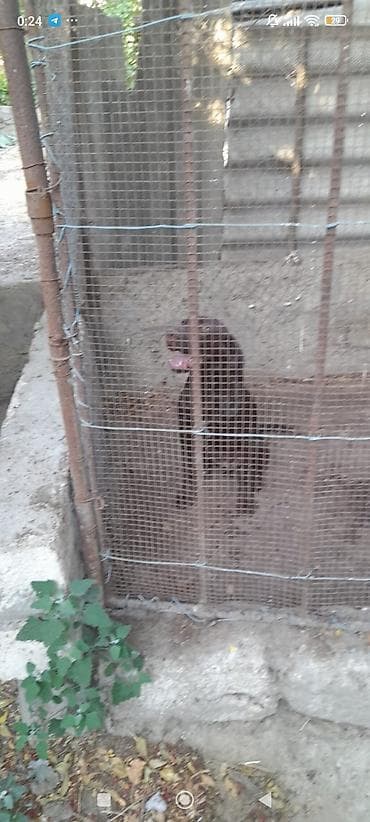 naxcivan heyvan satisi: Kurtxar, 4 ay, Erkek, Ünvandan götürmə — 2