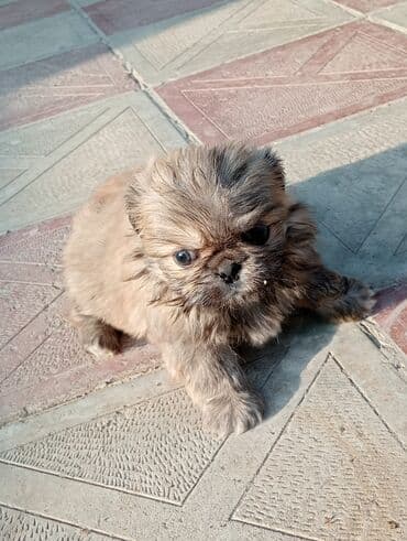 it şəkilləri: Pekines — 4