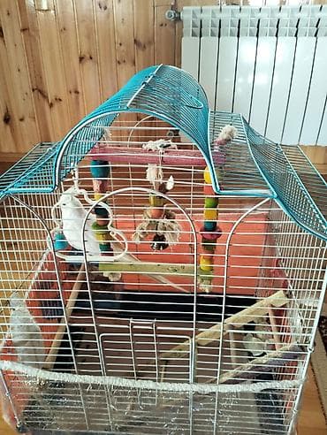 Gəmiricilər: Ağ rəngli nimfa tutuquşu (cockatiel) – səliqəli, zərif çəltiyi və qara — 4