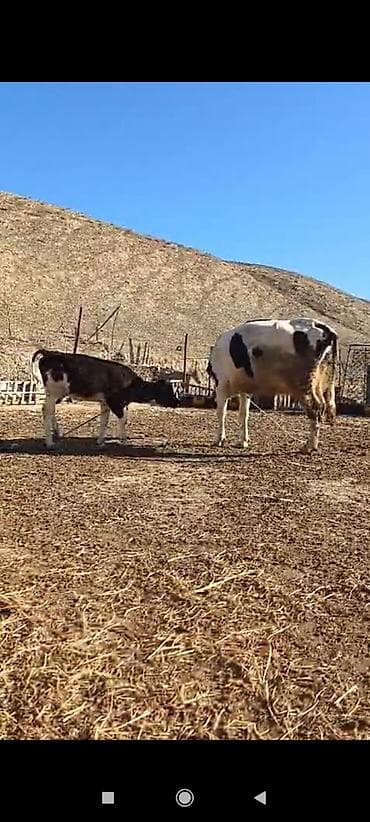 Gəmiricilər: Dişi, Simental, il: 6, Südlük, Ünvandan götürmə — 1