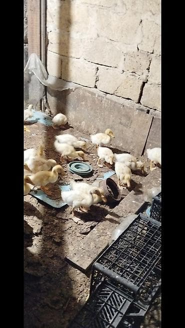 Salam tam saqlam Pekin kuban ordekler satılır 1 ayliqdilar 21 edəndir — 3