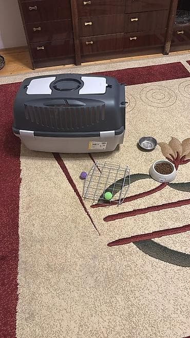 british: Benqal, Erkək, Dişi, Yaxşı əllərə, Ünvandan götürmə — 5