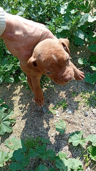 alman coban iti: Pitbul, 1 ay, Dişi, Peyvəndli, Ünvandan götürmə — 7