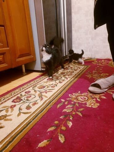 где можно купить котенка: Məhsul: Ev pişiyi və balası Təsvir: - Şəkillərdə iki pişik görünür — 4