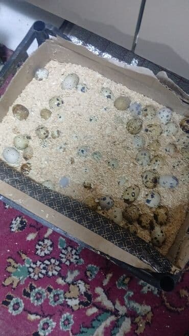 toyuq doş ətinin qiyməti: 190- 210 qr kesilib temizlenmis bildircinler ve mayali bildircin — 3