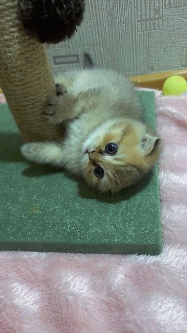 dana heyvan: Шотландская — 3