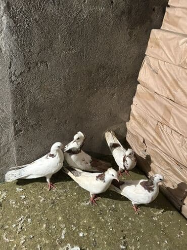 Digər heyvanlar: Məhsul: Poçt/oyun göyərçinləri dəsti - Növ: Göyərçinlər (ağ rəng — 2