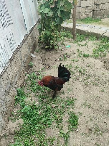 azeri it adlari: Salam heyvan tam saqlam heyvandir 1 il yarinliqdu whatcap akdivdir — 3