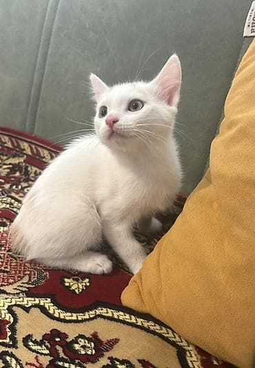 Van, Yaxşı əllərə, Ünvandan götürmə