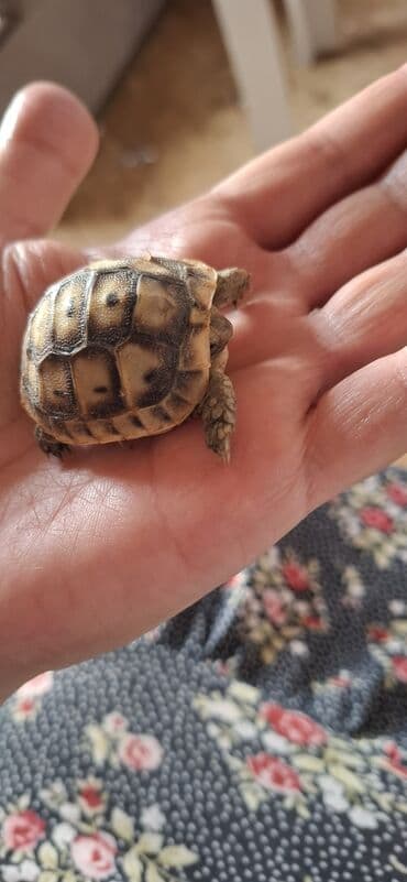 MiniatMəura quru tısbağa - Kiçik ölçülü, əl üstündə rahatlıqla