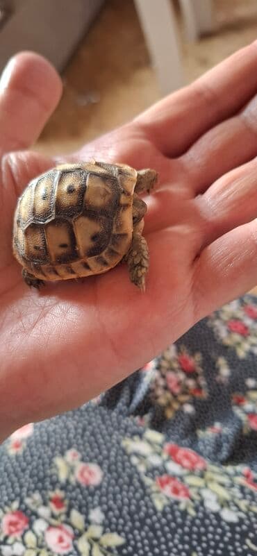 tap.az heyvanlar xacmaz: MiniatMəura quru tısbağa - Kiçik ölçülü, əl üstündə rahatlıqla — 1