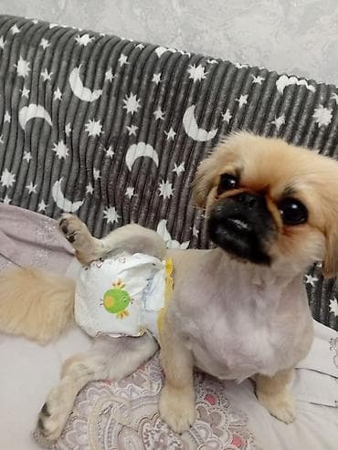 etibarlı əllərə verilir: Pekines — 1