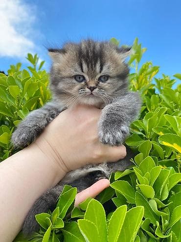 gold şinşila pişik: Qızıl şinşilla — 10