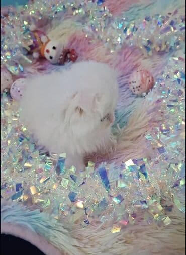 golden şinşilla: Şinşilla, Dişi — 5