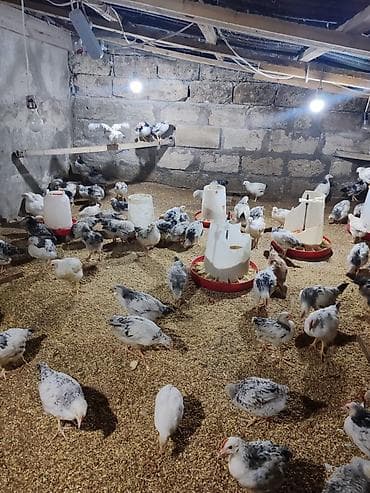 С/х животные и товары: Təcili Satılır Serebris F6 colpaları 125 ədəd Colpa irili xırdalı 2 ay — 4