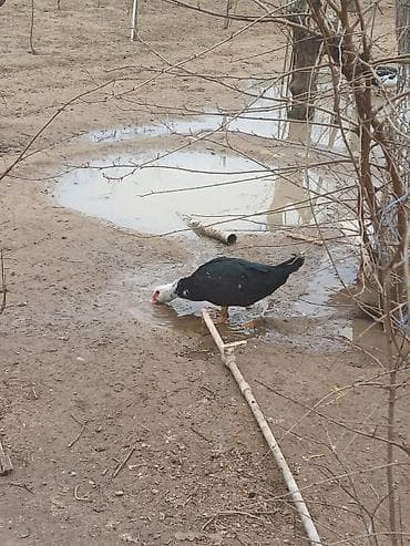 Keçilər, çəpişlər: Muscovy ördəkləri (indo-ördəklər) – qarışıq rənglərdə sürü Məhsul — 2