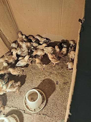 cüce: Kənd cücələri
1 aylıq
Bakı. Kənd Binəqədi — 1