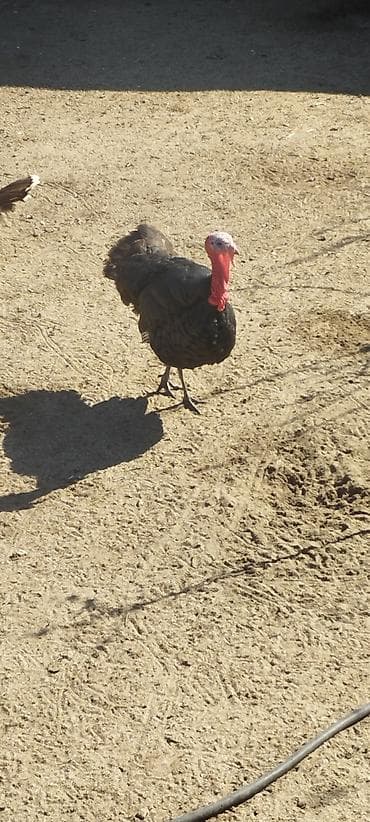 hind quşu cucesi: Erkək, Damazlıq — 3