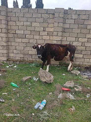 cuce ve xoruz temsili: Tecili sok sok qimete inek satilir tecilisagilir 6 litir sudu var — 8