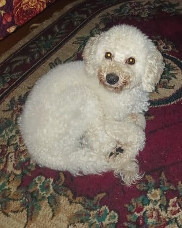 чихуахуа в добрые руки: Пудель, 2 года, Самец, С прививками, Самовывоз — 5