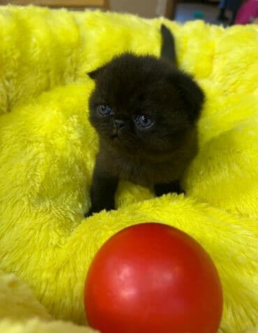 pişik balası satılır: Şotland, Dişi — 3