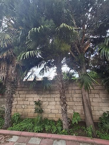 divan ustu ortukler: Palma agaci her biri 300 azn Toplam 5 eded Gorkemli ve dozumlu palma — 6