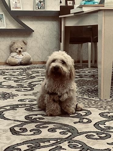 ev iti satilir: Erkek, Ünvandan götürmə — 7