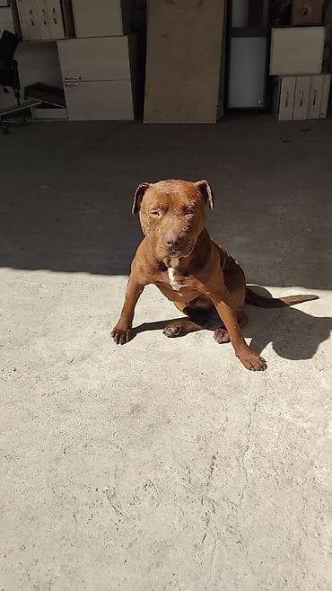 it cinsleri ve qiymetleri: Pitbul, 1 ay — 1