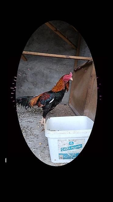 С/х животные и товары: Петух, лет: 1 — 2