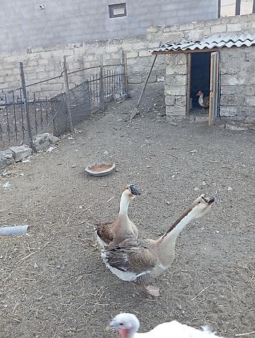 xolmoqor qaz: 2 ikisi ərkey qazdi 1 i dişi qazdi dişi qaz yumurtlayir hal hazirda — 4