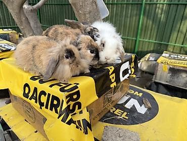 akvarium dekor: 🐰 Mini Lop dovşanlar 🤍 4 ədəd sağlam və baxımlı mini lop var. • 2 — 10